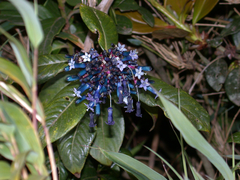 Palicourea amethystina