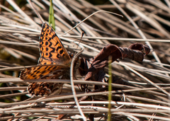 Boloria freija