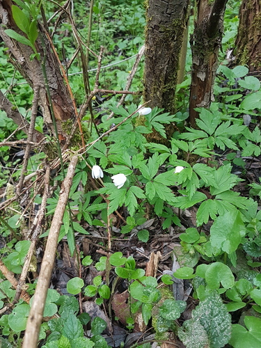 wood anemone