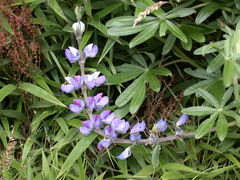 Lupinus mutabilis