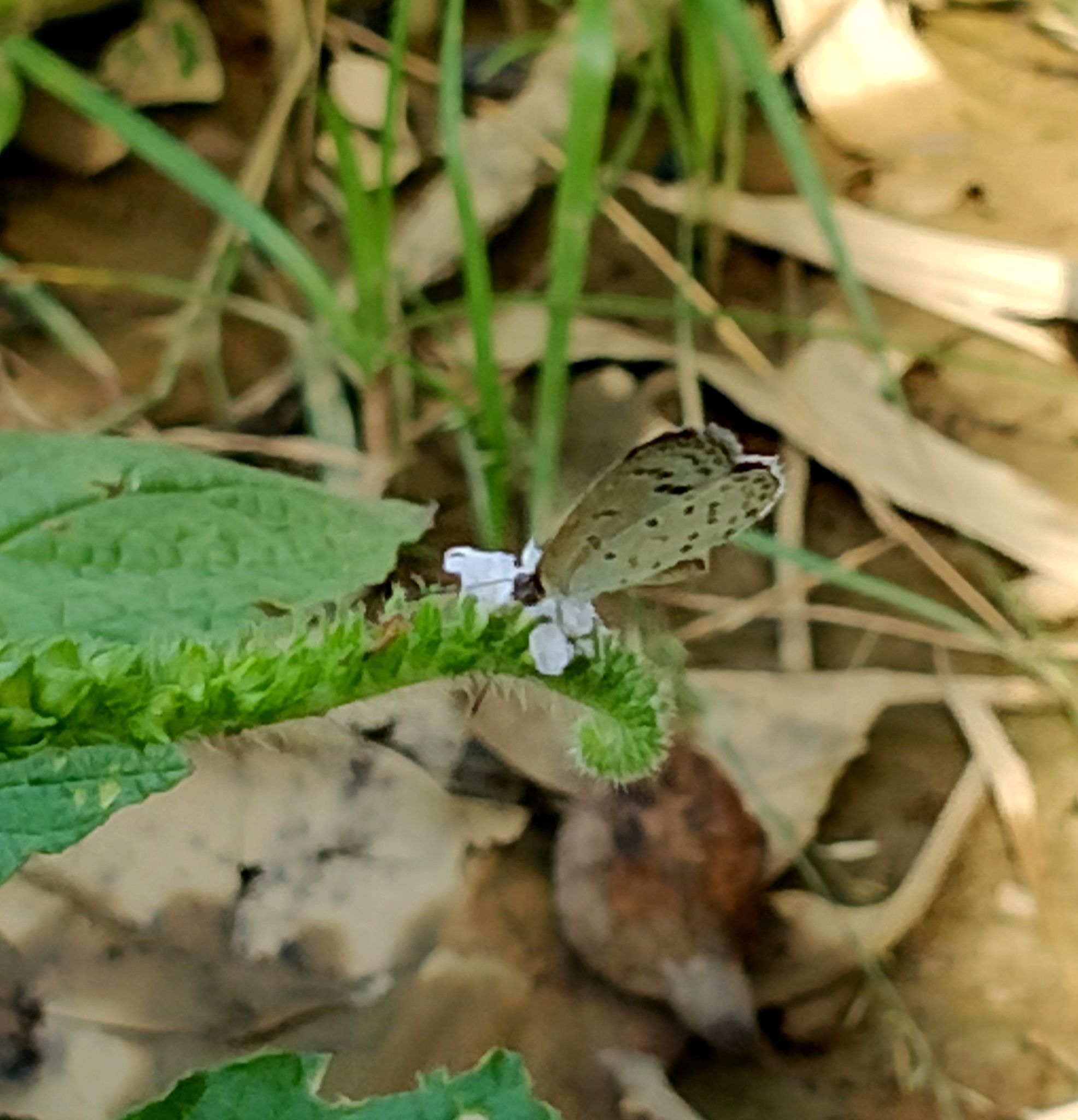 Lesser Grass Blue