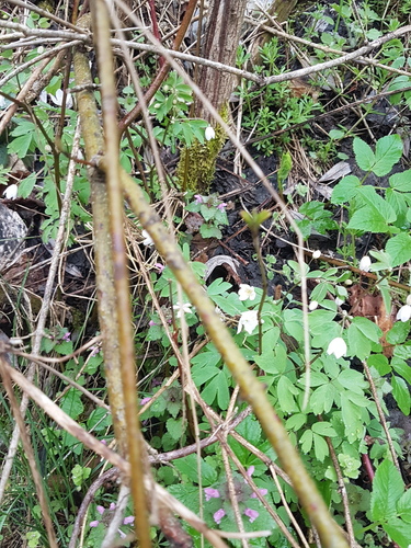 Rue-leaved Isopyrum