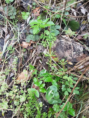 catchweed bedstraw
