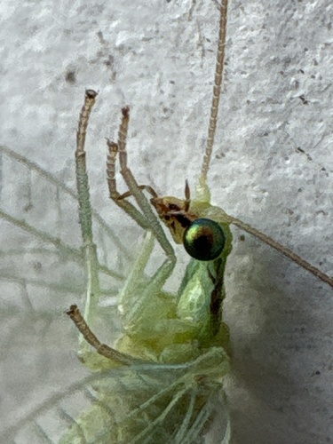 Weeping Green Lacewing photo 3