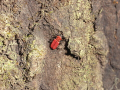 Cucujus cinnaberinus