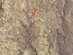 Cucujus cinnaberinus