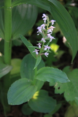 Galearis camtschatica