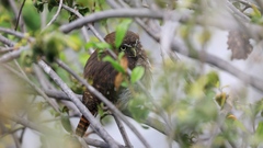 Glaucidium brasilianum