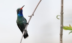 Cynanthus latirostris