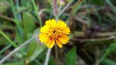 Tridax trilobata