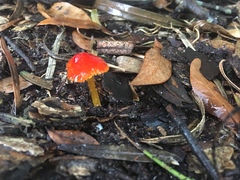 Hygrocybe cuspidata