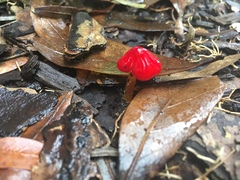 Hygrocybe cuspidata