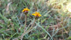 Tridax trilobata