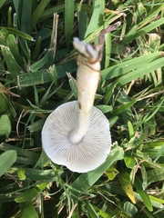 Zhuliangomyces illinitus