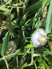 Zhuliangomyces illinitus