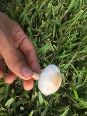 Zhuliangomyces illinitus