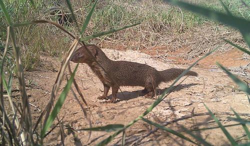 Javan Mongoose