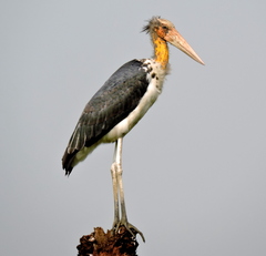 Leptoptilos javanicus