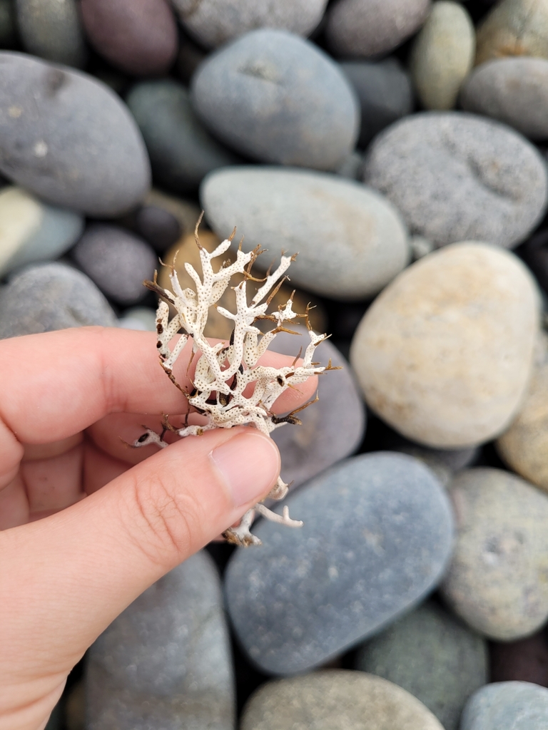 Leptogorgia peruviana