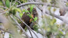 Glaucidium brasilianum