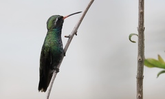 Cynanthus latirostris