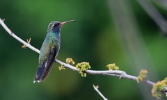 Cynanthus latirostris