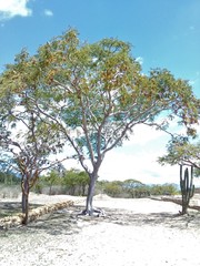 Conzattia multiflora