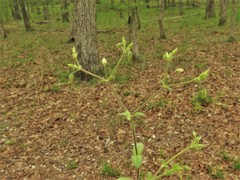 Cerastium brachypetalum
