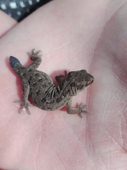 Pachydactylus maculatus