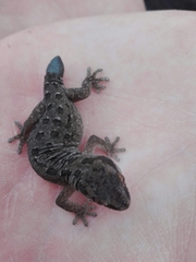 Pachydactylus maculatus