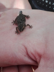 Pachydactylus maculatus