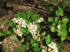 Crataegus ouachitensis