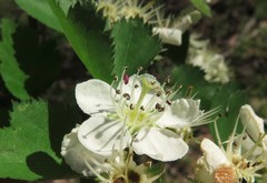 Crataegus ouachitensis