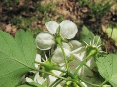 Crataegus ouachitensis