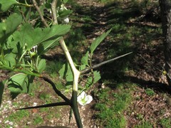 Crataegus ouachitensis