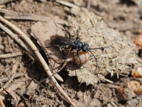 Potter Spider Wasp, photo 10 of 10