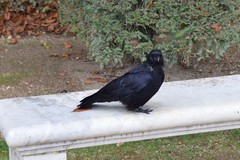 Corvus corone