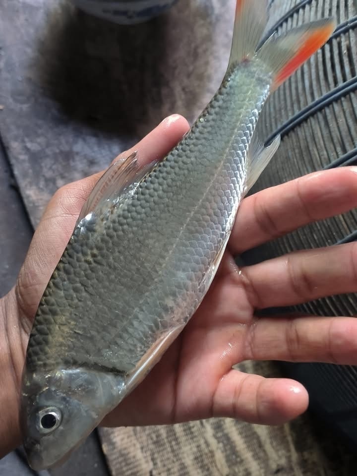Bailey's barb (Chagunius baileyi) — Cyprinidae