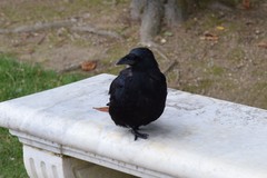 Corvus corone