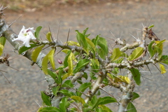 Pachypodium saundersii