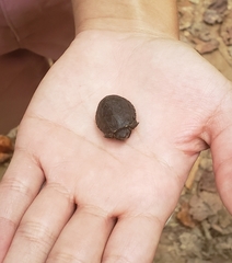 Sternotherus