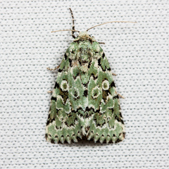 Bryolymnia viridata
