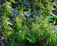 Euphorbia corallioides