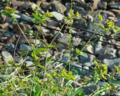Euphorbia corallioides