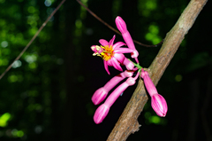 Passiflora amoena