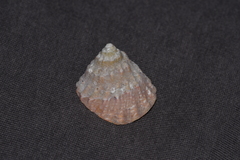 Astralium tentoriiforme