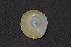 Astralium tentoriiforme