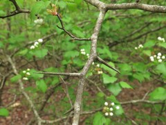 Crataegus pruinosa