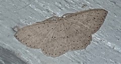 Cyclophora turneri