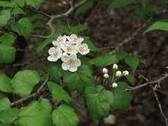 Crataegus pruinosa